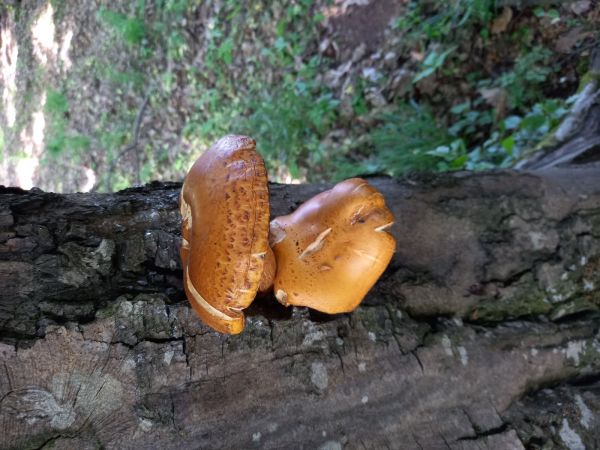 &Scaron;upinovka &scaron;upinat&aacute;