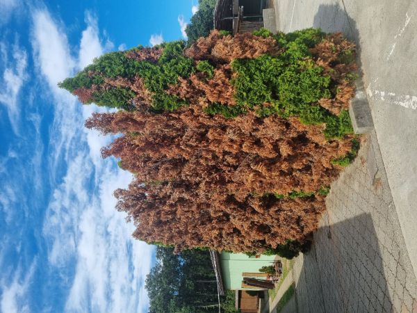 Krasoň borievkov&yacute;