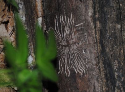 Lykokaz jaseňov&yacute;