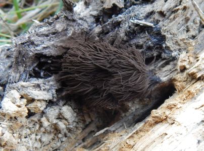 A - nie je v datab&aacute;ze