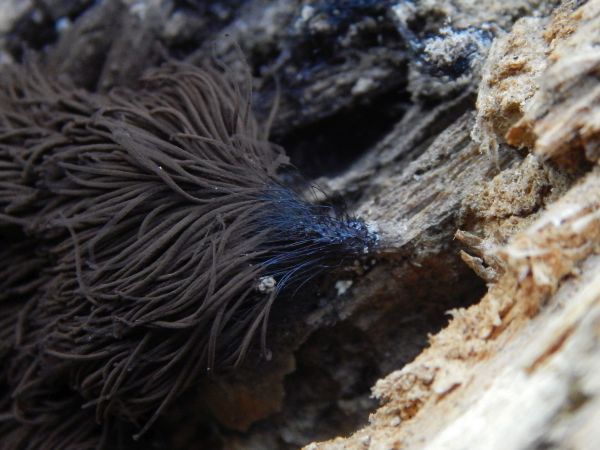 A - nie je v datab&aacute;ze