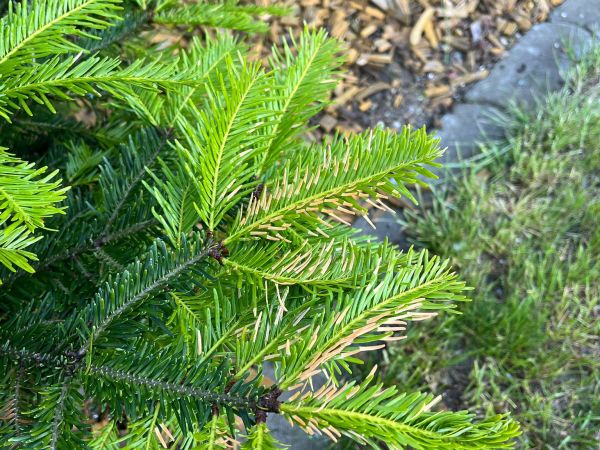 K&ocirc;rovnica kaukazsk&aacute;