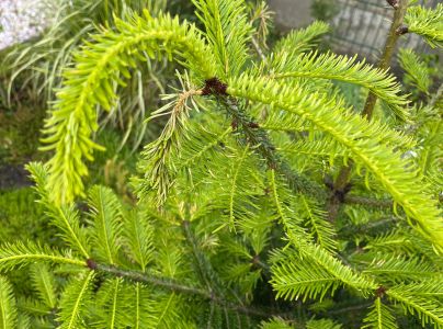 K&ocirc;rovnica kaukazsk&aacute;