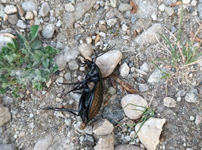 A - nejednoznačne určen&yacute;, nie sme si ist&iacute;