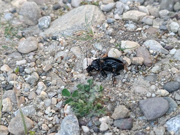 A - nejednoznačne určen&yacute;, nie sme si ist&iacute;