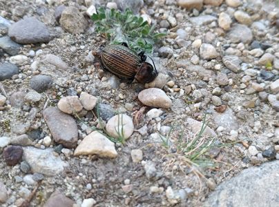 A - nejednoznačne určen&yacute;, nie sme si ist&iacute;