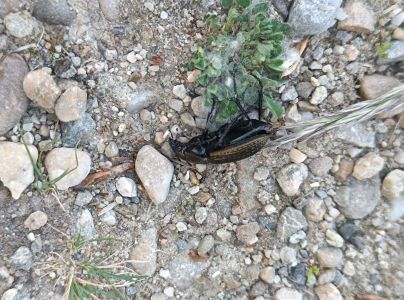 A - nejednoznačne určen&yacute;, nie sme si ist&iacute;