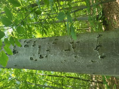 Lykožr&uacute;t bukov&yacute;