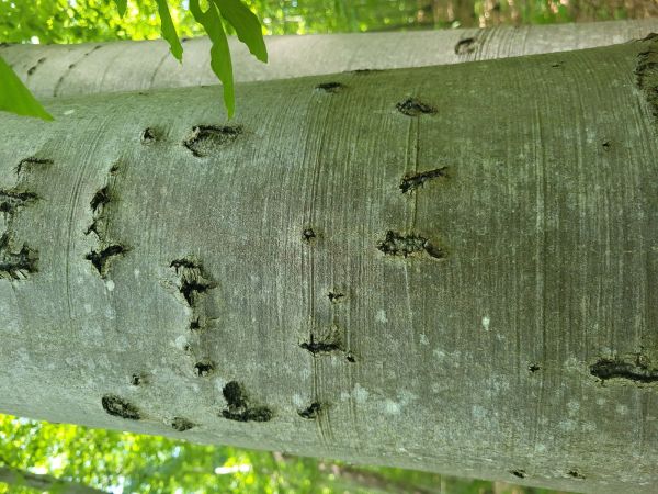 Lykožr&uacute;t bukov&yacute;