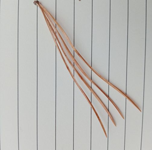 Alessandra Gallizioli