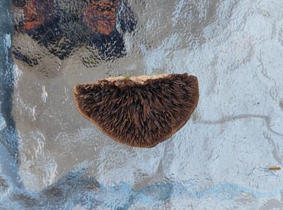 Sieťkovček červenkast&yacute;