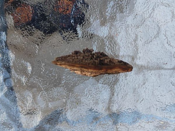 Sieťkovček červenkast&yacute;