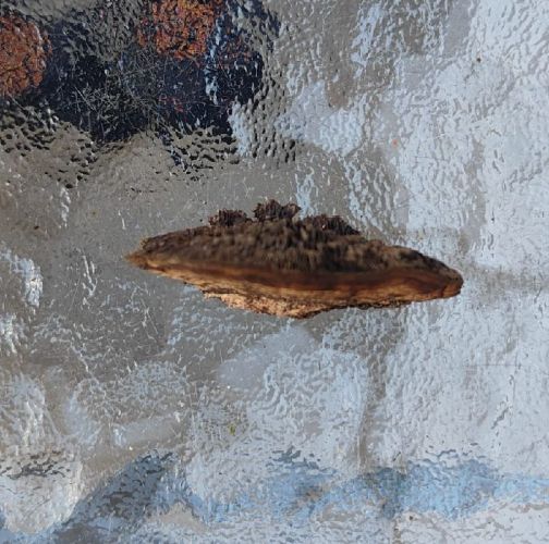 Miroslava Horáková 