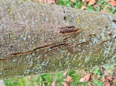 A - nie je v datab&aacute;ze