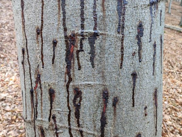 Lykožr&uacute;t bukov&yacute;