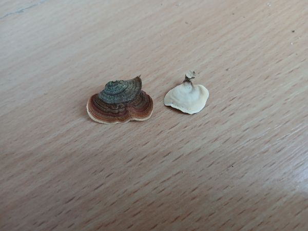 Pevn&iacute;k žltn&uacute;ci