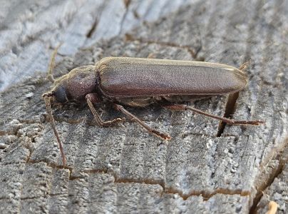 Fuz&aacute;č hned&yacute;