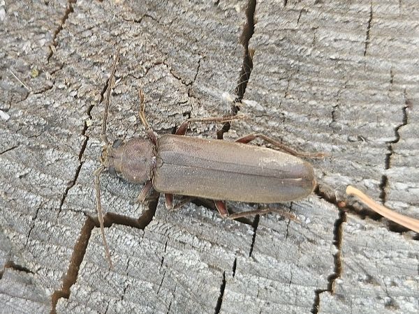 Fuz&aacute;č hned&yacute;