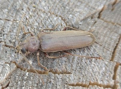 Fuz&aacute;č hned&yacute;