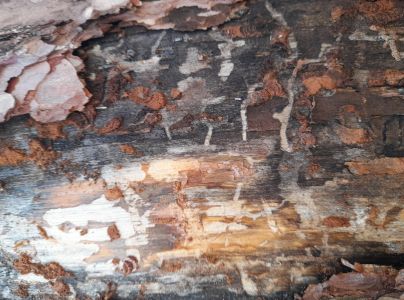 Krasoň modr&yacute;