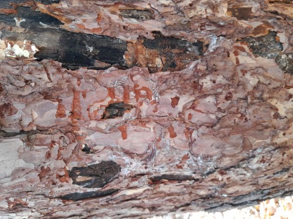 Krasoň modr&yacute;