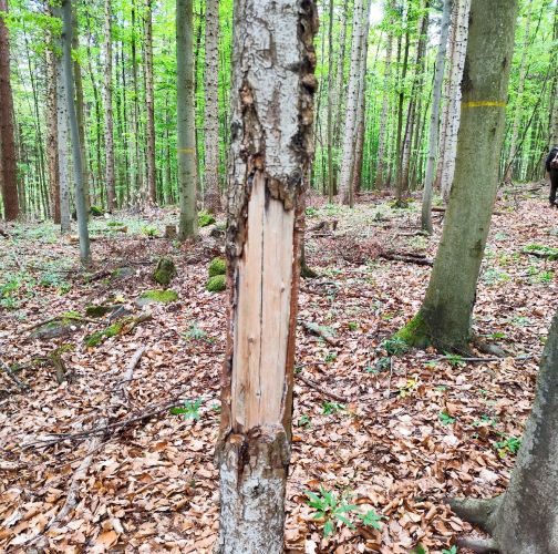 Miroslava Horáková 