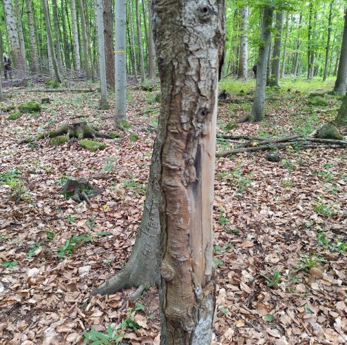 Miroslava Horáková 