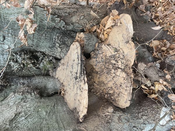 Lesklok&ocirc;rovka ploch&aacute;