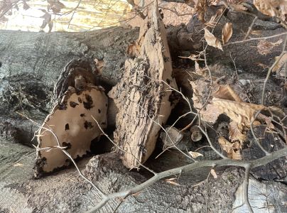 Lesklok&ocirc;rovka ploch&aacute;