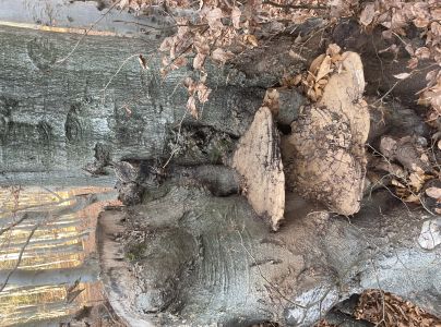 Lesklok&ocirc;rovka ploch&aacute;