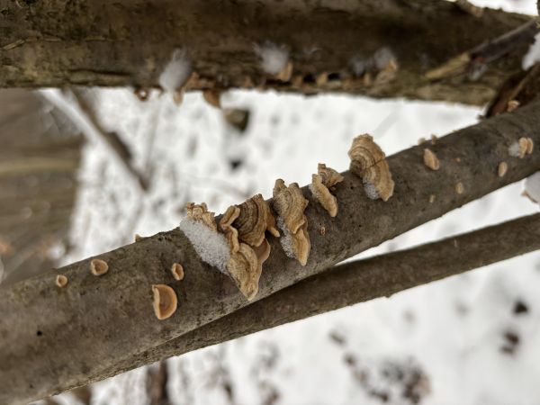 Pevn&iacute;k chlpat&yacute;