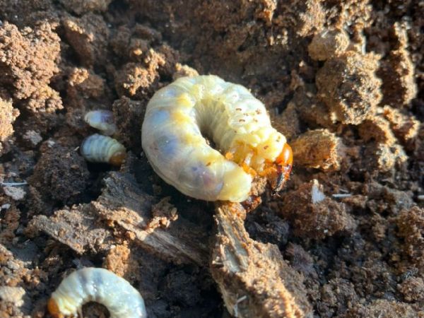 Roh&aacute;č obyčajn&yacute; 