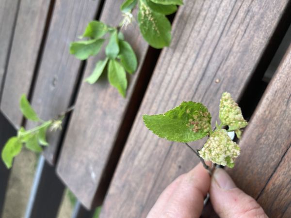 Roztoč Eriophyes similis