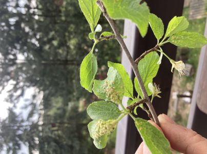 Roztoč Eriophyes similis
