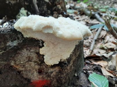 A - nie je v datab&aacute;ze