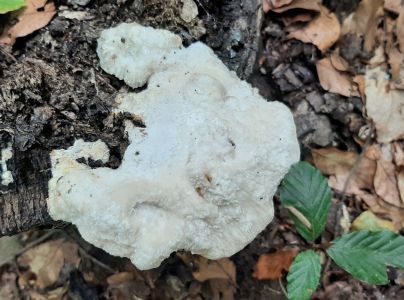 A - nie je v datab&aacute;ze