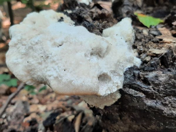 A - nie je v datab&aacute;ze