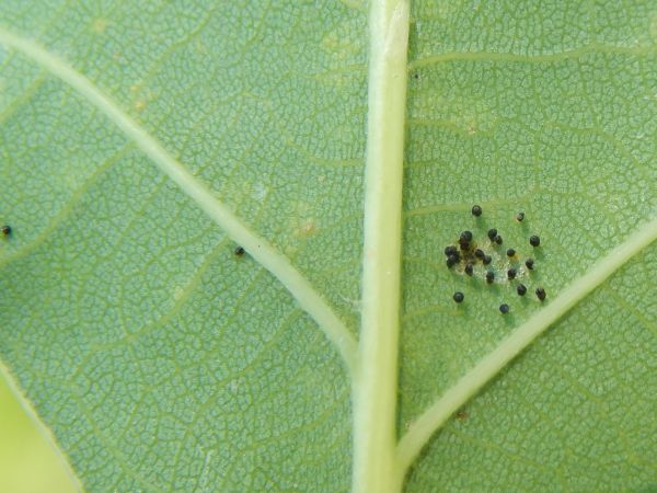 Sietnička dubov&aacute;