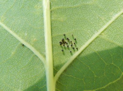 Sietnička dubov&aacute;