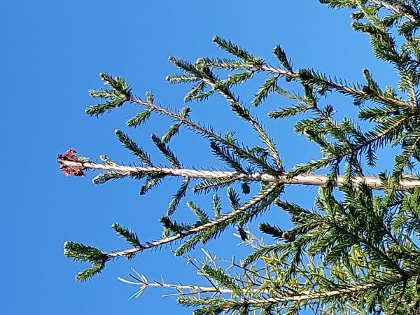 Podpňovka smrekov&aacute; 