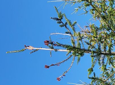 Podpňovka smrekov&aacute; 