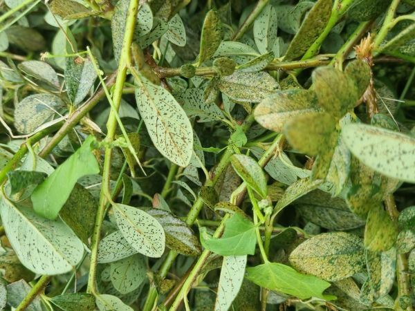 Sietnačka hru&scaron;kov&aacute;