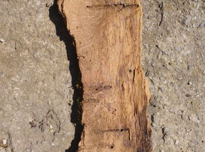 Lykokaz zrnit&yacute;