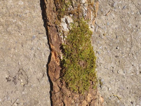 Lykokaz zrnit&yacute;