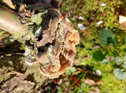 Pevn&iacute;k chlpat&yacute;