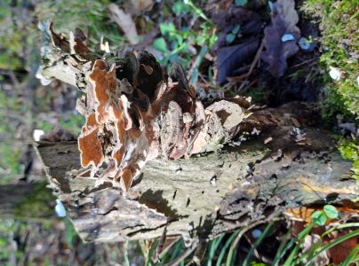 Pevn&iacute;k chlpat&yacute;