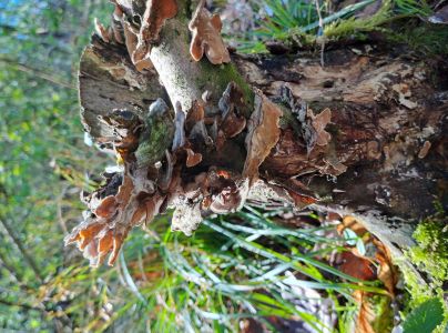 Pevn&iacute;k chlpat&yacute;