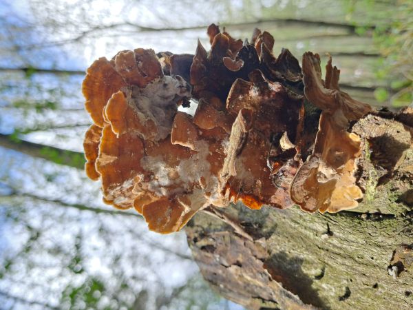 Pevn&iacute;k chlpat&yacute;