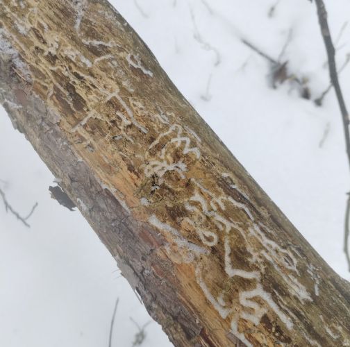 Michaela Kútniková 