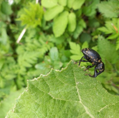 Slávka Chrachalová 